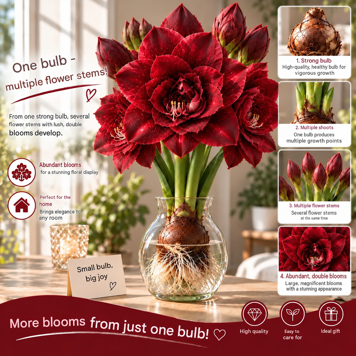 🌺 Multi-headed amaryllis bulbs with double XXL flowers – for water and soil