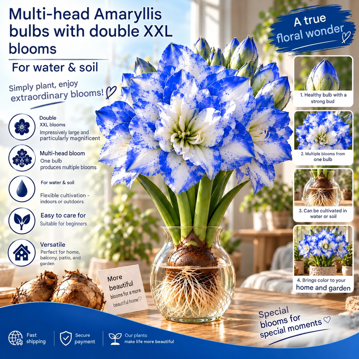 🌺 Multi-headed amaryllis bulbs with double XXL flowers – for water and soil