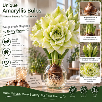 🌺 Multi-headed amaryllis bulbs with double XXL flowers – for water and soil