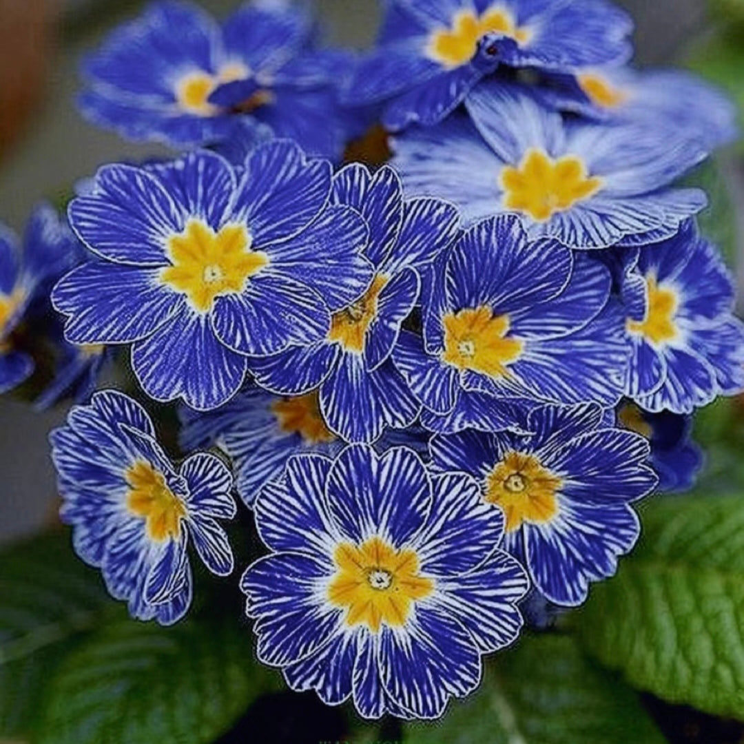 Primula Seeds Blue Zebra Primrose Seeds