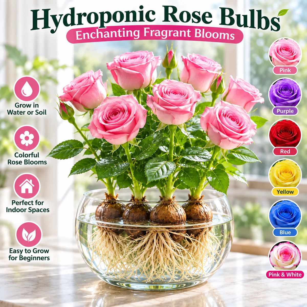 ✨Hydroponic Rose Bulbs -Enchanting Fragrant🌹Can be grown in water or soil