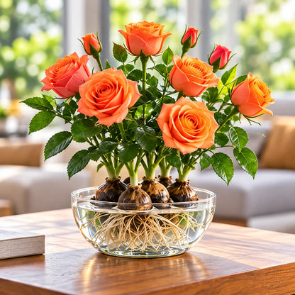 ✨Hydroponic Rose Bulbs -Enchanting Fragrant🌹Can be grown in water or soil