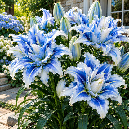 🌸Fairytale Two-Tone Ruffled Double Lily Bulbs