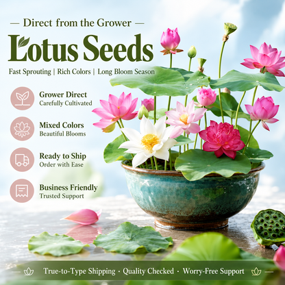 🔥 Up to 60% OFF! 🔥  🌸🪷 Mini Water Lotus Seeds ✨ Grow Your Own Beautiful Water Garden!