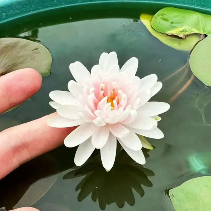 🔥 Up to 60% OFF! 🔥  🌸🪷 Mini Water Lotus Seeds ✨ Grow Your Own Beautiful Water Garden!