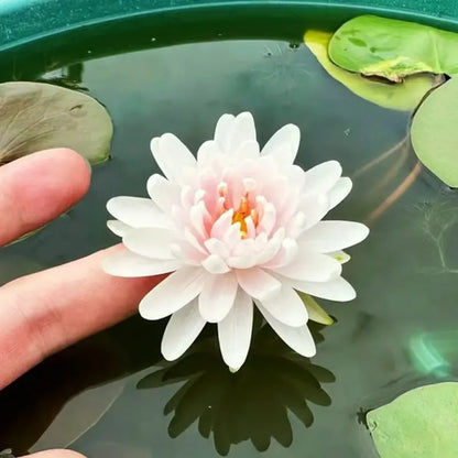 🔥 Up to 60% OFF! 🔥  🌸🪷 Mini Water Lotus Seeds ✨ Grow Your Own Beautiful Water Garden!