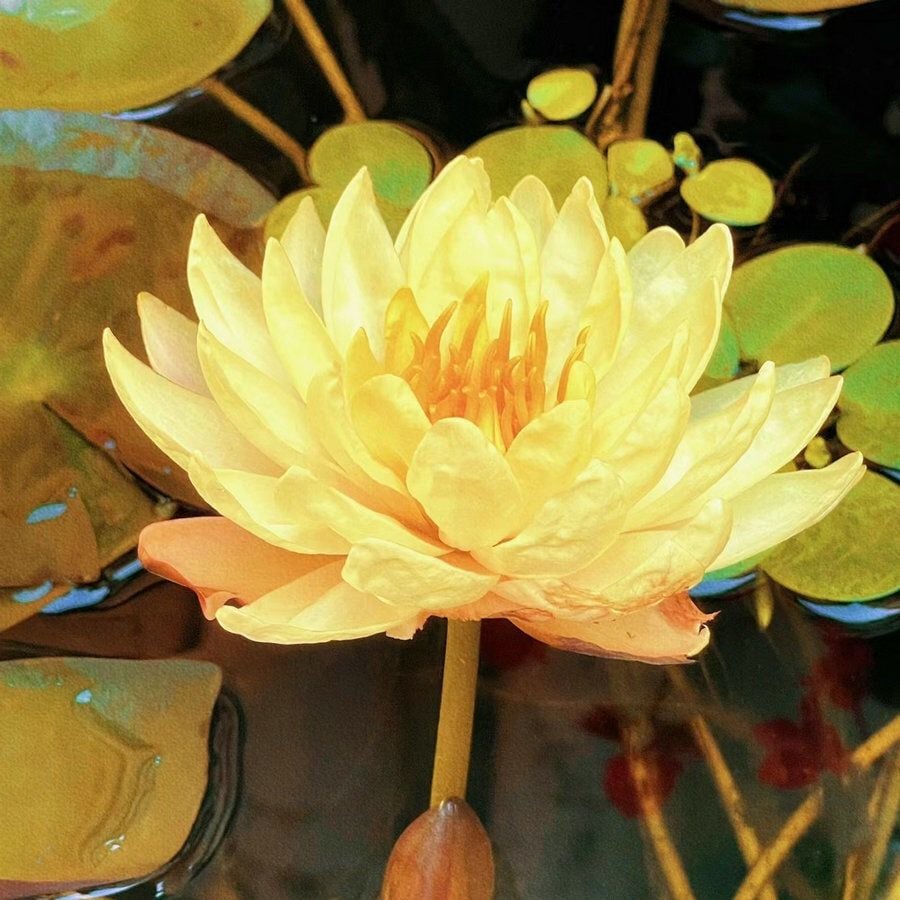 🔥 Up to 60% OFF! 🔥  🌸🪷 Mini Water Lotus Seeds ✨ Grow Your Own Beautiful Water Garden!