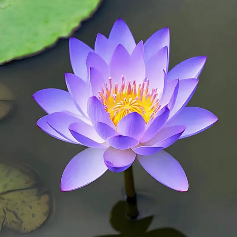 🔥 Up to 60% OFF! 🔥  🌸🪷 Mini Water Lotus Seeds ✨ Grow Your Own Beautiful Water Garden!