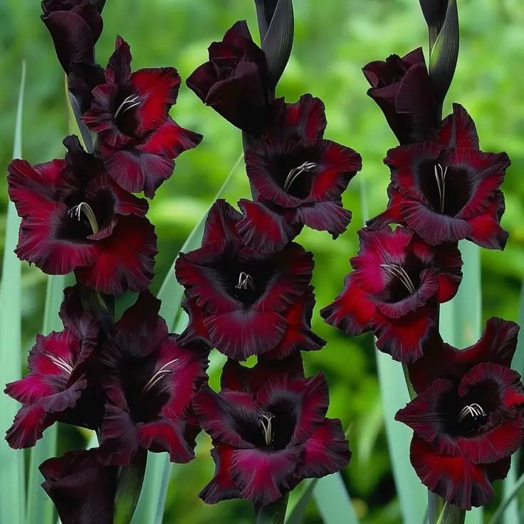 Rainbow Gladiolus Corms🌺
