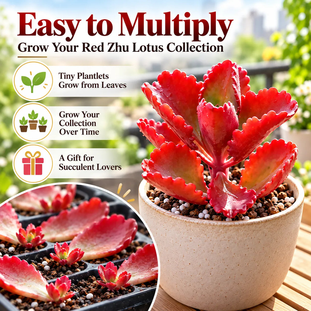 ❤️ Red Zhu Lotus Succulent – A Little Ruby for Your Garden!