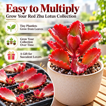❤️ Red Zhu Lotus Succulent – A Little Ruby for Your Garden!
