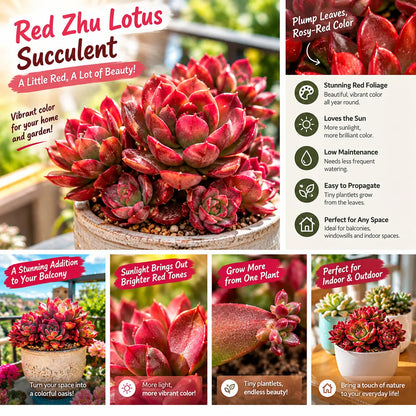 ❤️ Red Zhu Lotus Succulent – A Little Ruby for Your Garden!