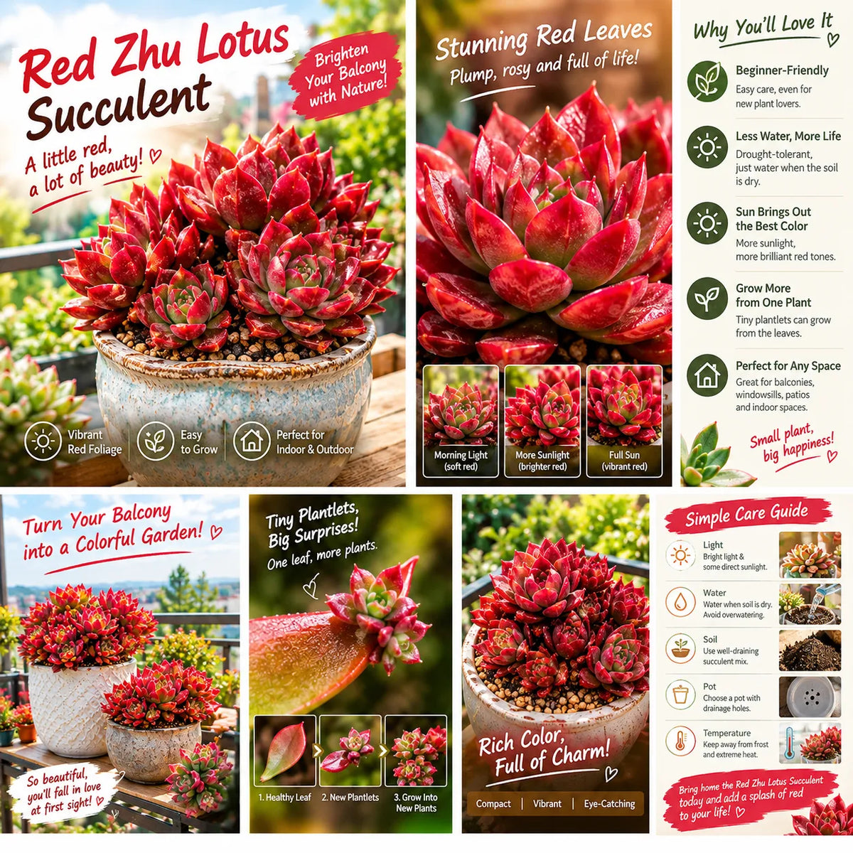 ❤️ Red Zhu Lotus Succulent – A Little Ruby for Your Garden!