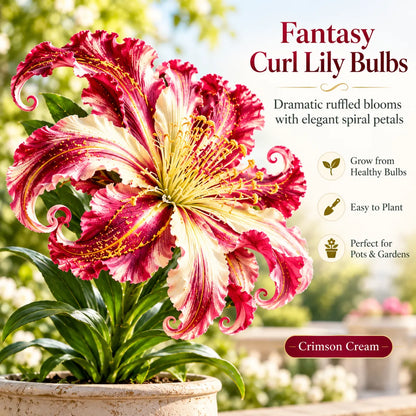 🌸 Fantasy Curl Lily Bulbs – Giant Spiral Blooms for Water & Soil Growing! 💧🌱