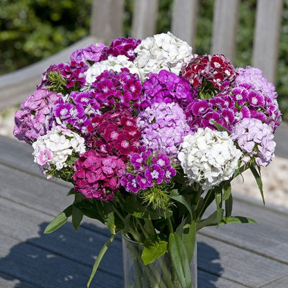 Dianthus Corona Mixed Seeds