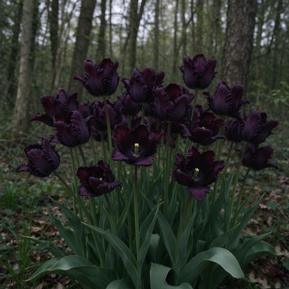 🔥Final day offers a 40% discount！🔥 Black Parrot Tulip, the most dramatic parrot tulip variety.🪴
