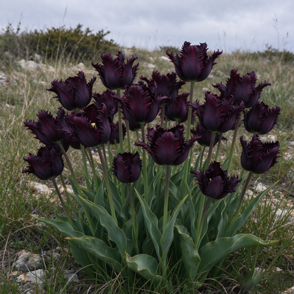 🔥Final day offers a 40% discount！🔥 Black Parrot Tulip, the most dramatic parrot tulip variety.🪴