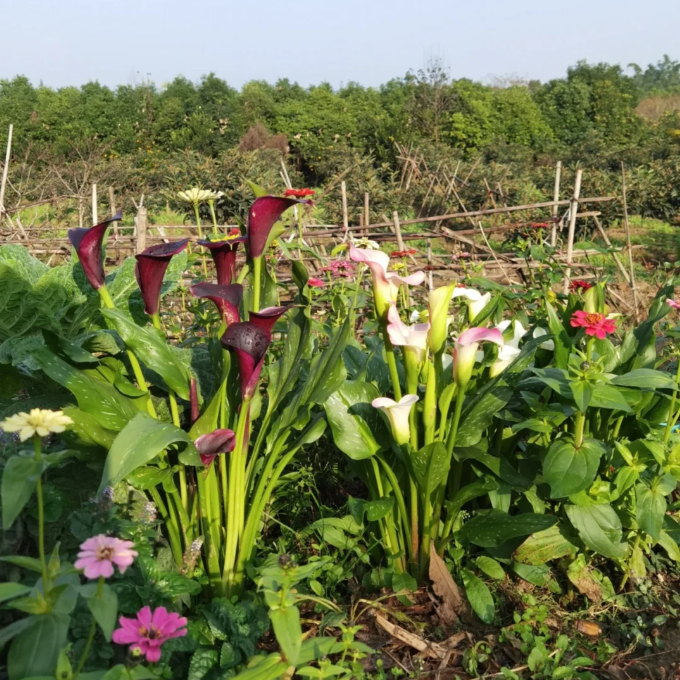 Calla Lily Seeds - Mixed - Beautiful Flowers Planting