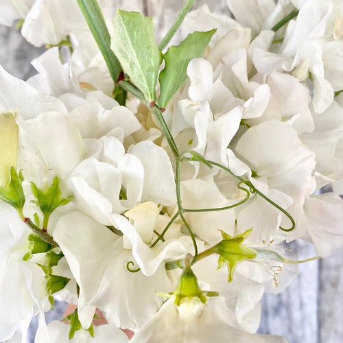 ROYAL WEDDING SWEET PEA SEED