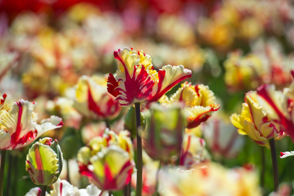 🔥Tulipa 'Flaming Parrot' – Show‑Stopping Parrot Tulip Bulbs🔥