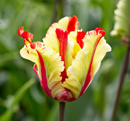 🔥Tulipa 'Flaming Parrot' – Show‑Stopping Parrot Tulip Bulbs🔥