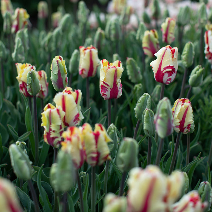 🔥Tulipa 'Flaming Parrot' – Show‑Stopping Parrot Tulip Bulbs🔥