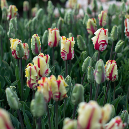 🔥Tulipa 'Flaming Parrot' – Show‑Stopping Parrot Tulip Bulbs🔥