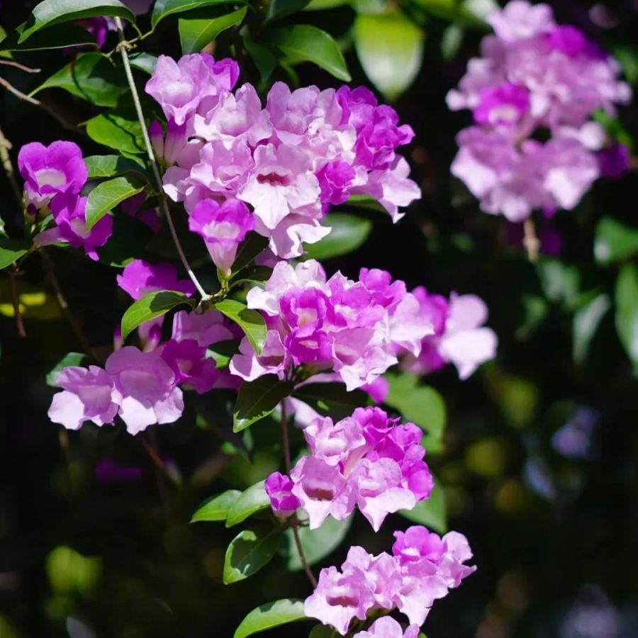 Garlic Vine, Mansoa Alliacea Seeds