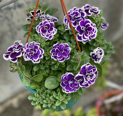 🌸Rare Double Petunia Seeds