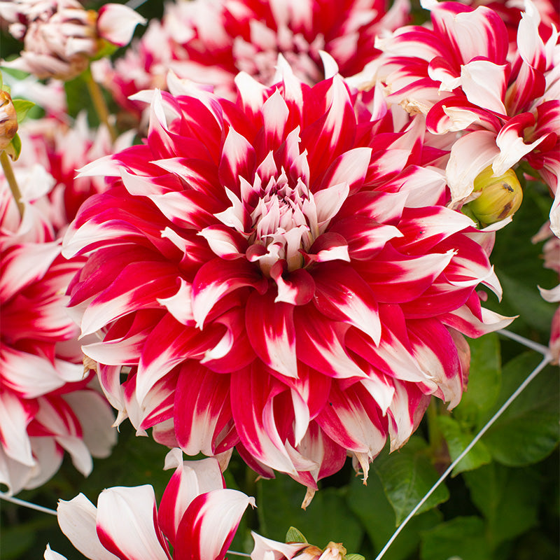 🎅  'Santa Claus' Dahlia Bulbs