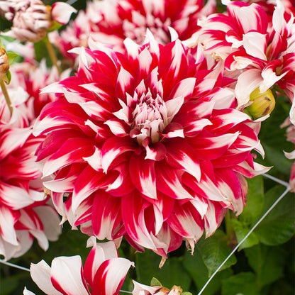 🎅  'Santa Claus' Dahlia Bulbs