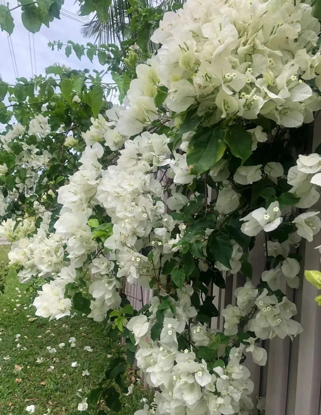 💐Bougainvillea – Easy To Grow And Beautiful