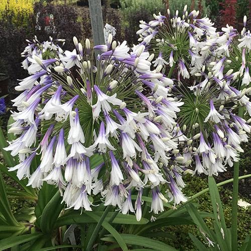 🎁New Year Sale🎁Agapanthus africanus 'Fireworks'