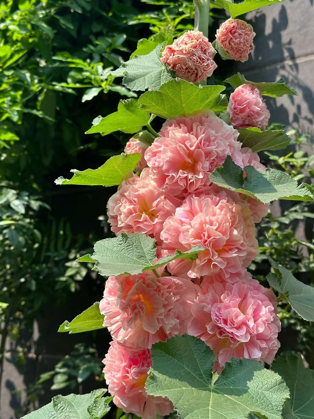 🌸 Giant Double Hollyhock Seeds – Grow a Garden Full of Stunning Blooms
