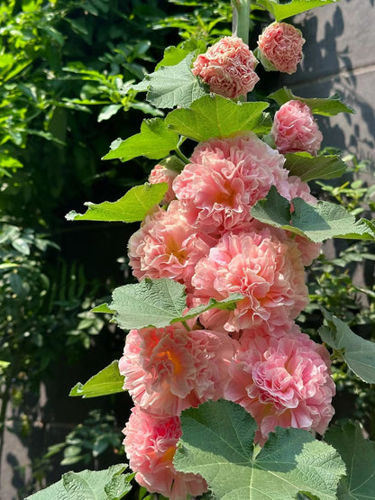 🌸 Giant Double Hollyhock Seeds – Grow a Garden Full of Stunning Blooms
