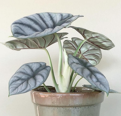 Alocasia baginda 'Silver Dragon' RARE Indoor and Outdoor Live Tropical House Plant