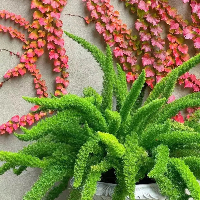 Asparagus Meyeri 'Foxtail Fern' Seeds