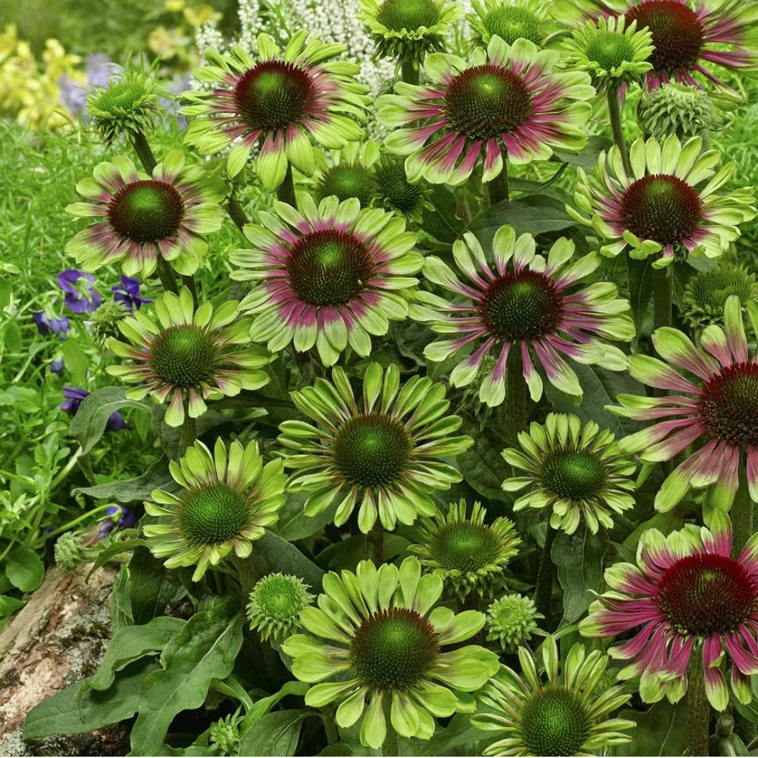 Purple Coneflower Seeds Echinacea Purpurea Seeds