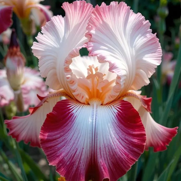 Ivory Bloom-Rare Iris Bulbs⚜️