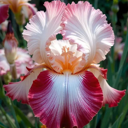 Fiery Phoenix-Rare Iris Bulbs⚜️