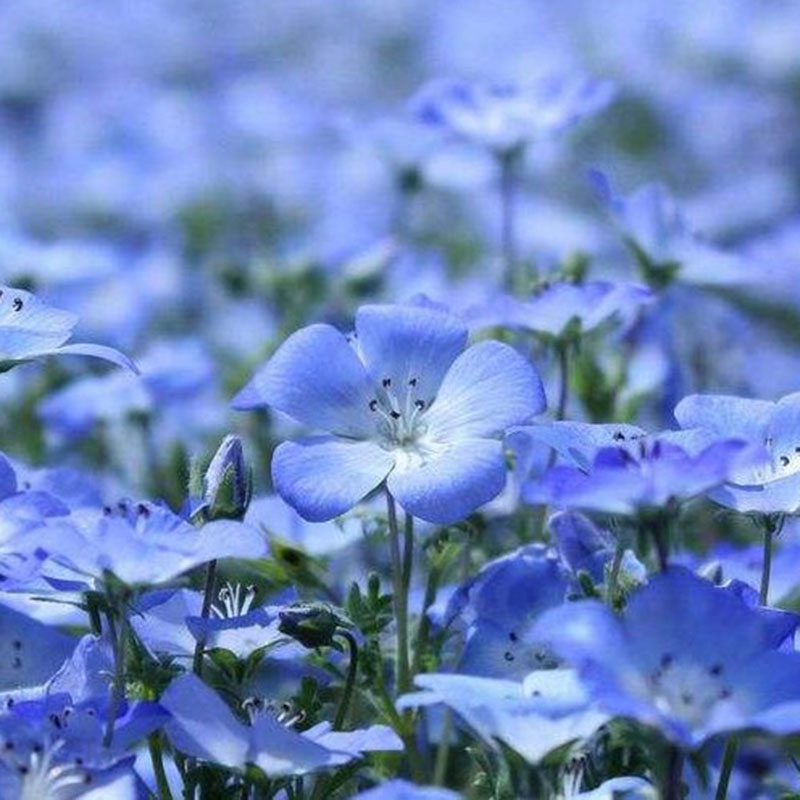 Lobelia Seeds - One of the best edging plants
