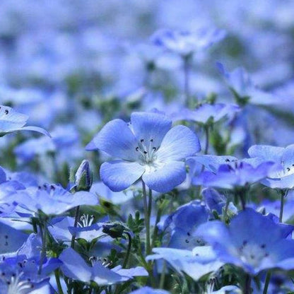 Lobelia Seeds - One of the best edging plants