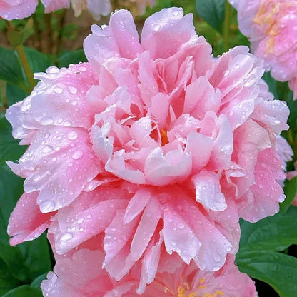 🔥LAST DAY 45% OFF🌺THE QUEEN OF FLOWERS—DOUBLE PETALED PIANI