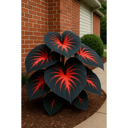 🌿Garden Favorite Hosta Bulbs – Lush Foliage, Shade-Loving Perennial Garden Plants🪴