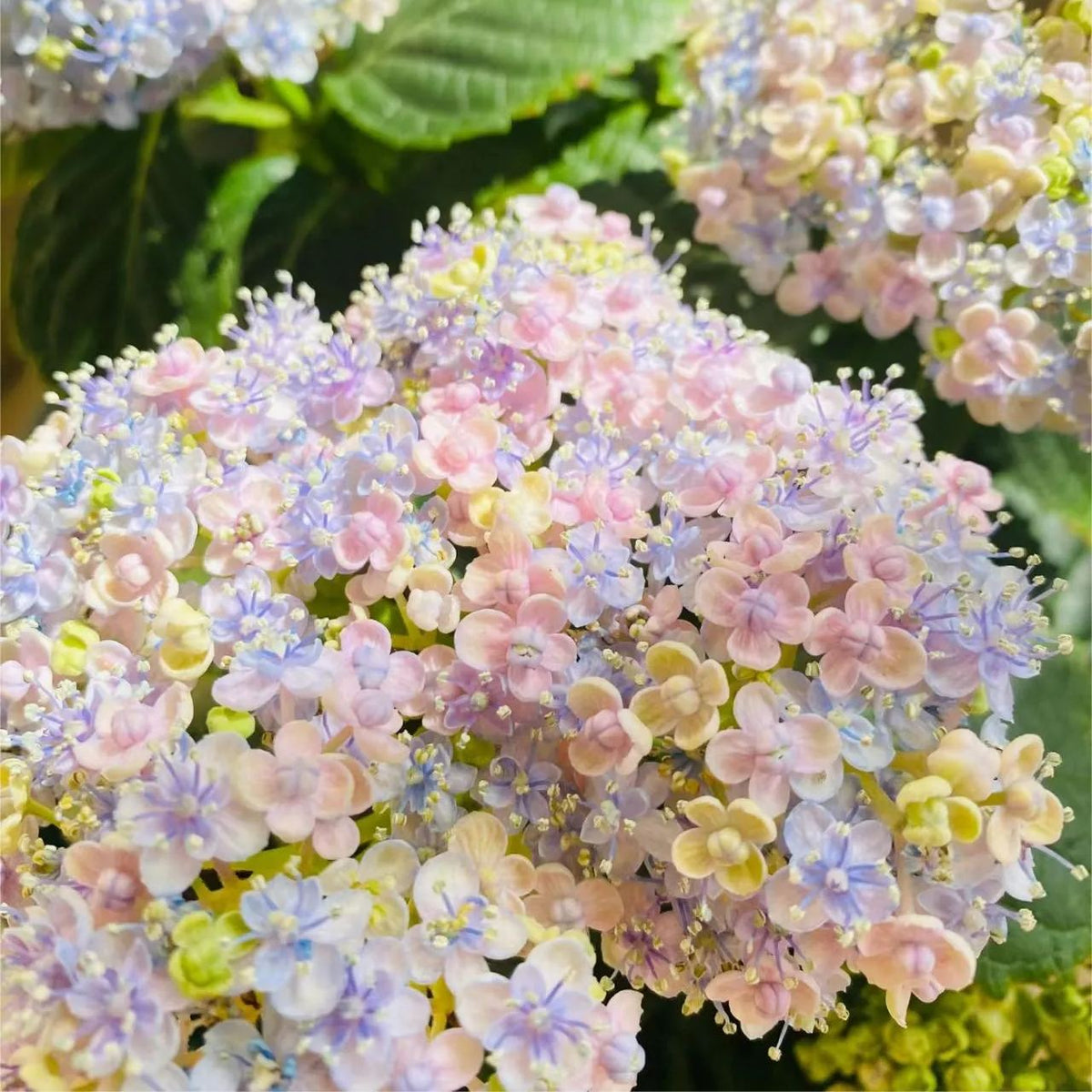Ayesha Hydrangea macrophylla