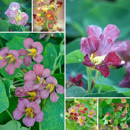 Nasturtium Seeds– Edible Flower for Salads & Garden Color🌼