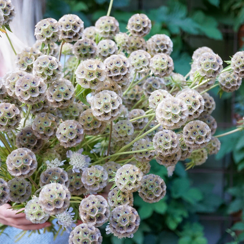 ⭐Starflower Pincushion Seeds