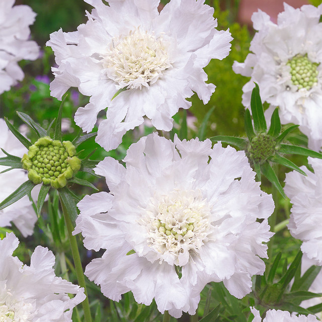 Scabiosa Comosa Seeds