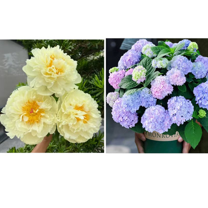🔥LAST DAY 45% OFF🌺THE QUEEN OF FLOWERS—DOUBLE PETALED PIANI