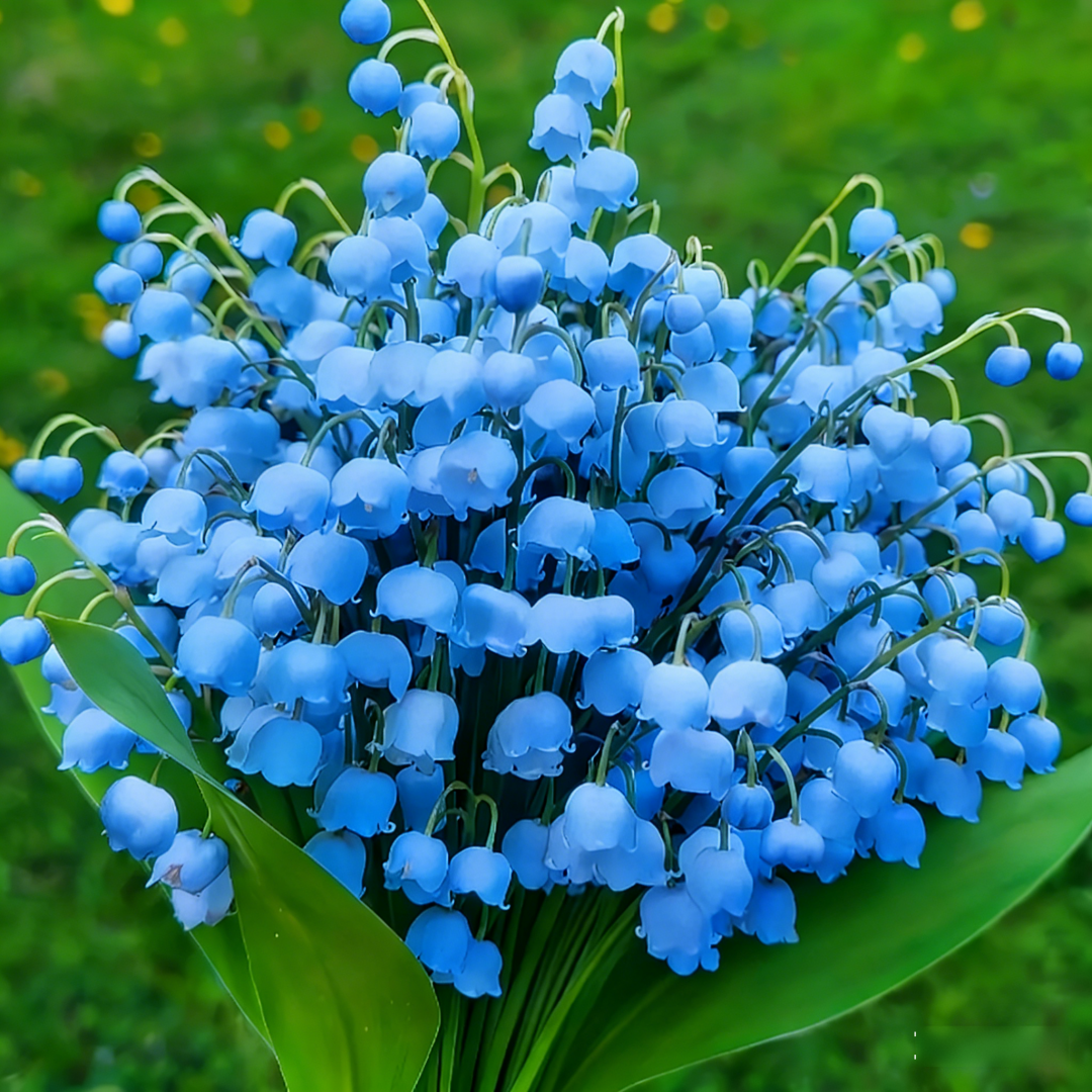 Lily of the Valley Bulbs